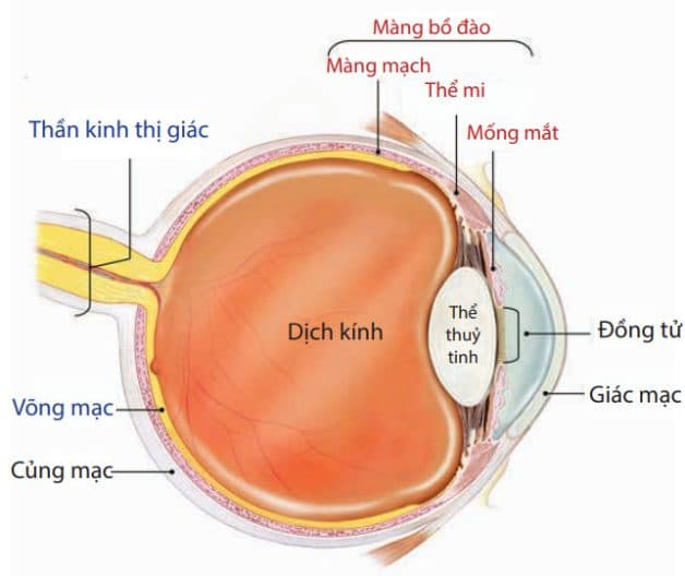 Màng bồ đào gồm mống mắt, thể mi và hắc mạc