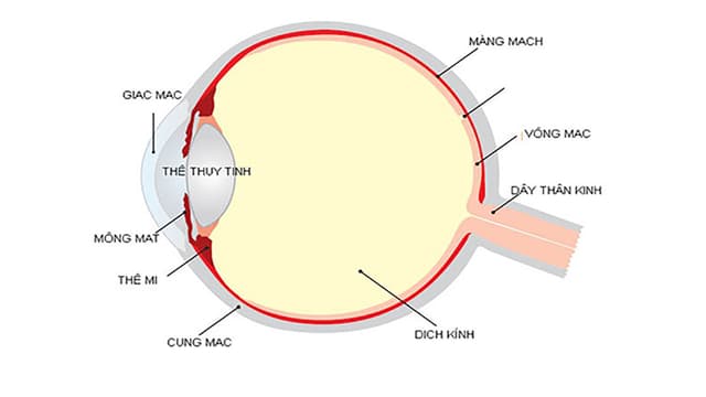 Võng mạc là gì? Hiểu về võng mạc từ A-Z