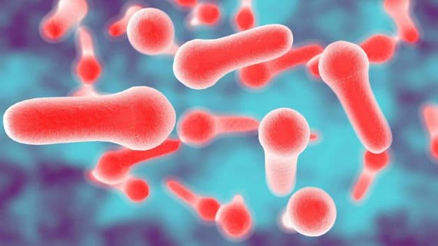 Trực khuẩn Colostridium là tác nhân chính gây nên bệnh uốn ván