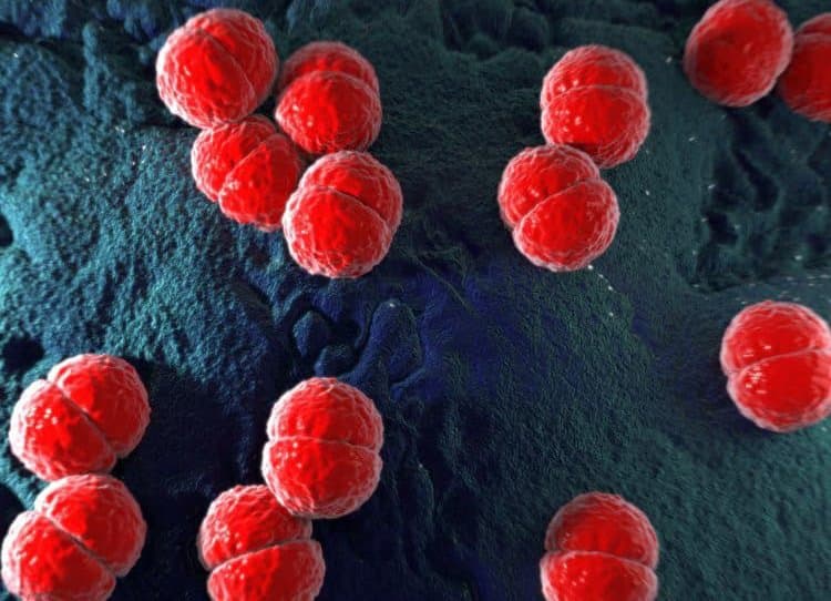 Vi khuẩn Neisseria meningitidis là tác nhân chính gây nên bệnh viêm màng não mô cầu ở trẻ nhỏ