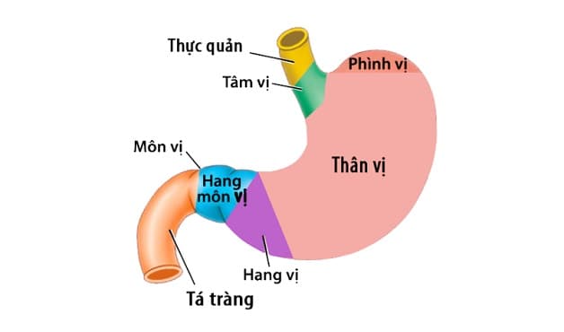 Hang vị là một phần của dạ dày