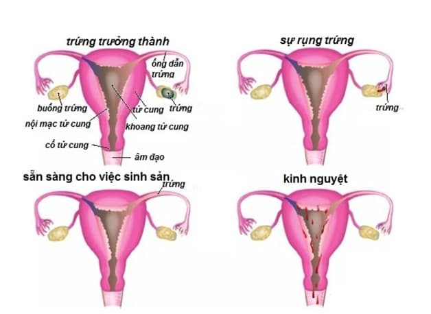 Quá trình rụng trứng và ra máu kinh