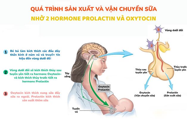 Chi tiết quy trình sản xuất và tiết sữa mẹ