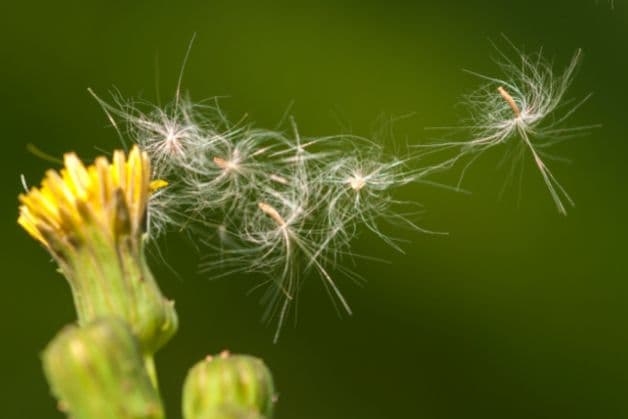 Nguyên nhân khiến trẻ bị viêm mũi dị ứng