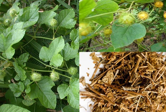 Cây lạc tiên trong điều trị khó ngủ