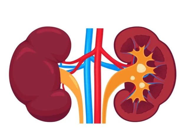 Tìm hiểu về các phương pháp điều trị sỏi hệ tiết niệu