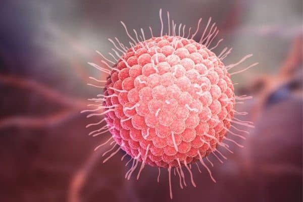 Virus Herpes Zoster là nguyên nhân chính khiến trẻ mắc thủy đậu