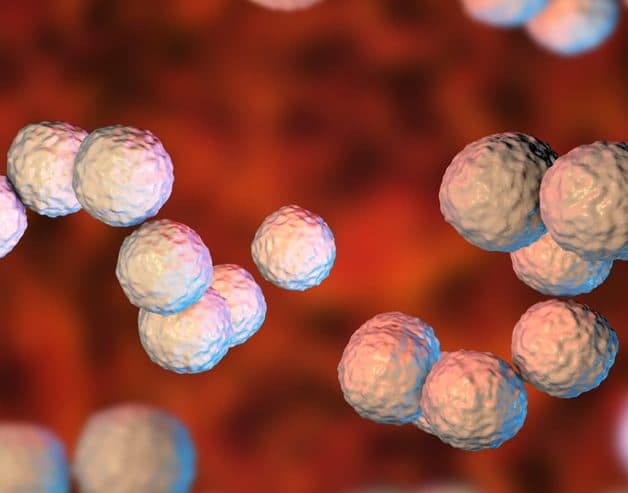 Vi khuẩn Streptococcal gây viêm Amidan