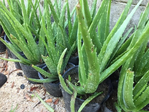 lô hội trị gan nhiễm mỡ từ thiên nhiên