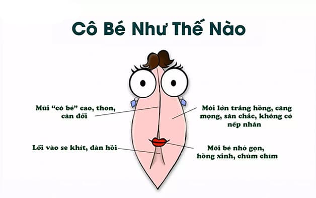 Môi lớn có cấu trúc đặc biệt, nằm ở vị trí bên ngoài, bảo vệ tốt âm hộ, âm đạo