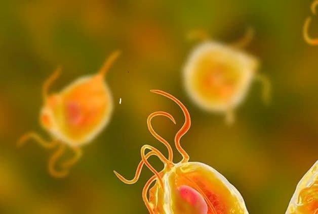 Trùng roi âm đạo là một trong những nguyên nhân gây nên âm đạo có mủ