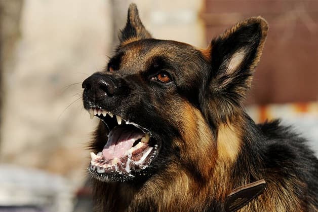 vắc xin dại nguy hiểm