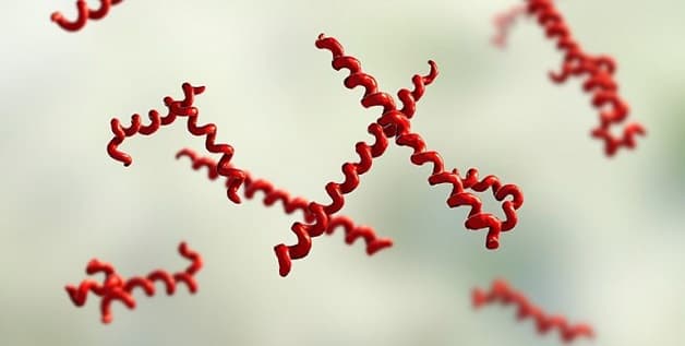 Giang mai là bệnh do xoắn khuẩn có tên Treponema pallidum gây ra