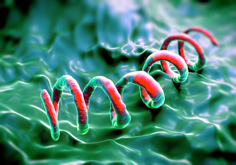 Bệnh giang mai là một bệnh lây truyền qua đường tình dục đáng sợ do xoắn khuẩn Treponema pallidum gây ra