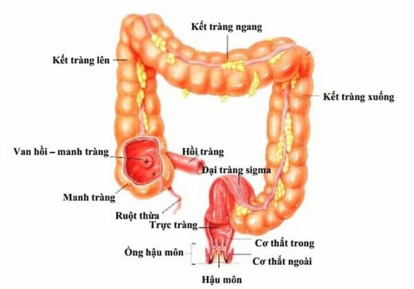Viêm loét hồi tràng rất phổ biến trong các bệnh về hệ tiêu hóa