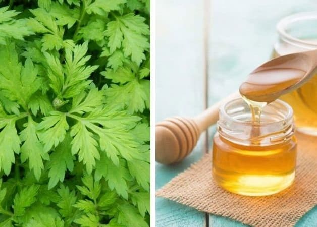 Thuốc đông y chữa thoái hóa cột sống cổ bằng ngải cứu mật ong