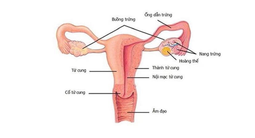 Kích thước nang hoàng thể lớn có nguy hiểm không? 