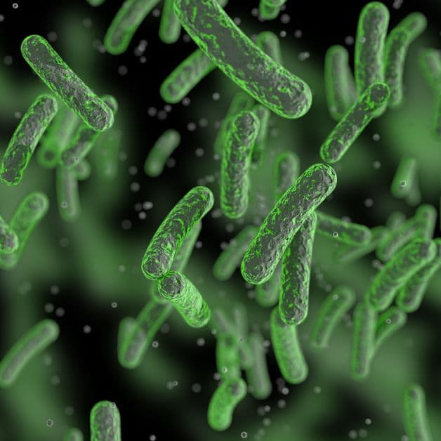 Tầm quan trọng của lợi khuẩn âm đạo