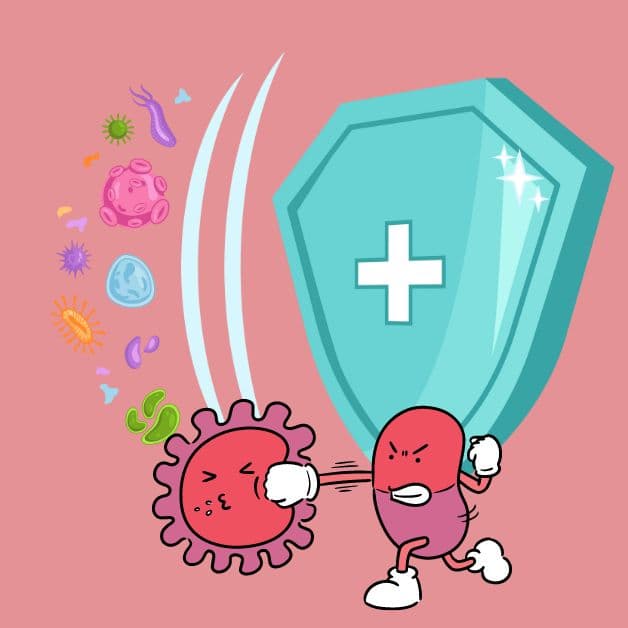 Cơ chế hoạt động của lợi khuẩn âm đạo