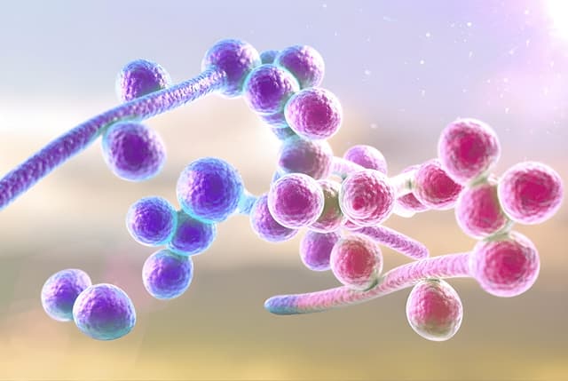Bệnh nấm âm đạo biểu hiện thế nào? Ai thường bị nấm âm đạo?