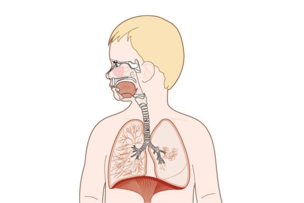 Hệ hô hấp là “cửa ngõ” của cơ thể nên rất dễ bị mắc bệnh