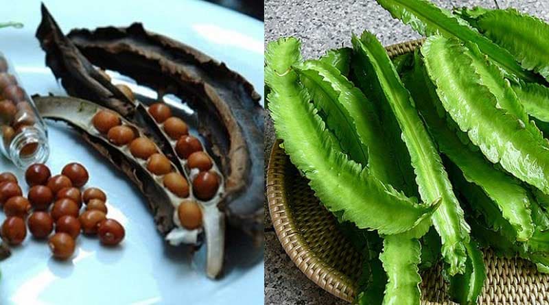 Đậu rồng chứa nhiều chất dinh dưỡng có lợi cho sức khỏe đường tiêu hóa