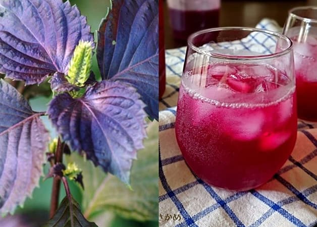 Lá tía tô giúp giảm đau dạ dày, sát khuẩn, giảm viêm loét,…