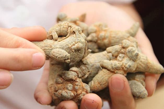 Tam thất từ lâu đã được ứng dụng trong việc cải thiện sức khỏe, khắc phục các khối u