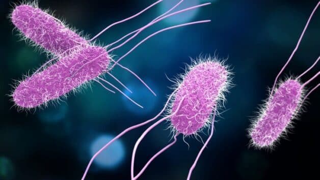 Vi khuẩn gây bệnh lỵ Shigella gây viêm đại tràng ruột già