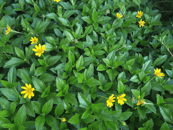 Nước tắm cây sài đất cho bé