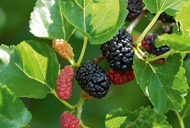 cách trị mất ngủ cho người trung niên bằng lá dâu tằm