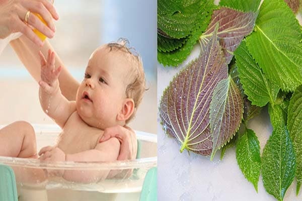 Nước tắm lá tía tô giúp giải cảm hữu hiệu