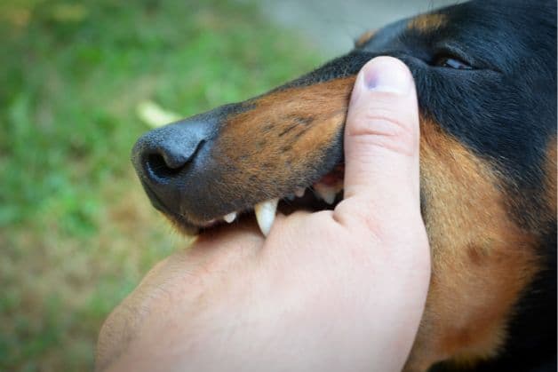 Tại sao cần tiêm vacxin phòng dại