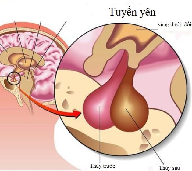 Chức năng của tuyến yên