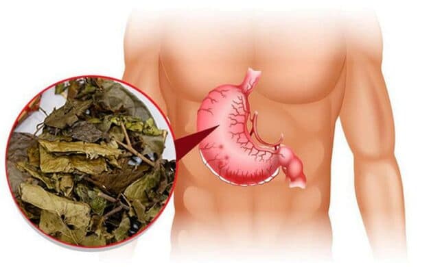 Cây xạ đen chữa viêm loét dạ dày có thành phần hoạt chất là các hoạt chất saponin, flavonoid, quinon,...