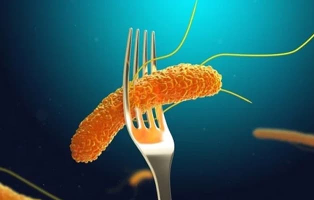 Salmonella là loại vi khuẩn đường ruột phổ biến gây ngộ độc thực phẩm và viêm ruột.