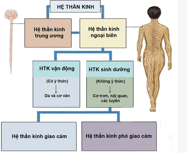Mô phỏng bị rối loạn thần kinh tự chủ
