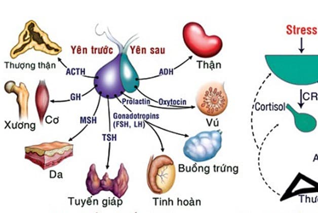 Chức năng của tuyến yên - thùy trước và thùy sau