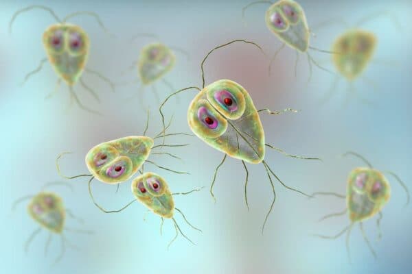 Nguyên nhân trẻ đi ngoài nhiều lần do đâu theo các chuyên gia có thể trẻ bị nhiễm ký sinh trùng