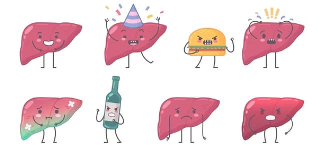 Gan nhiễm mỡ có nguy hiểm không và cách xử lý kịp thời