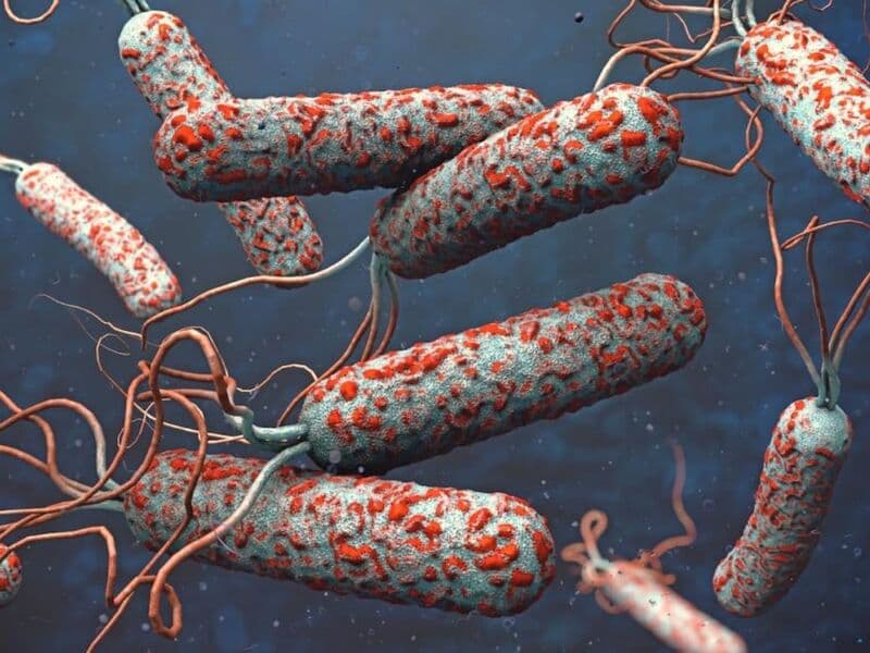 Vi trùng Vibrio cholerae khi tiết ra độc tố sẽ gây tiêu chảy nặng ở người
