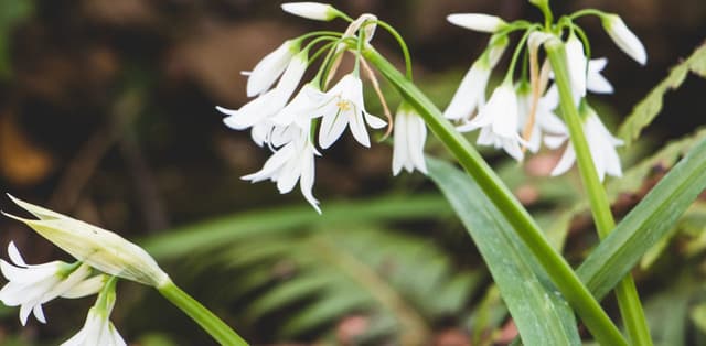 Các loại thảo dược trị u nang buồng trứng hiệu quả