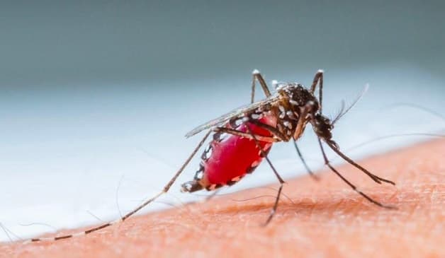 Muỗi Aedes aegypti là trung gian truyền bệnh.