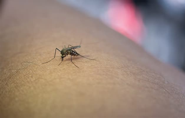 Virus Dengue lây từ người lành sang người bệnh qua trung gian muỗi vằn.