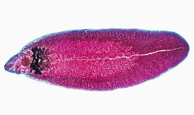 Hình dạng của sán lá gan có đặc điểm: thân dẹt, có hình giống chiếc lá, dài 2 - 5 cm, màu đỏ máu.