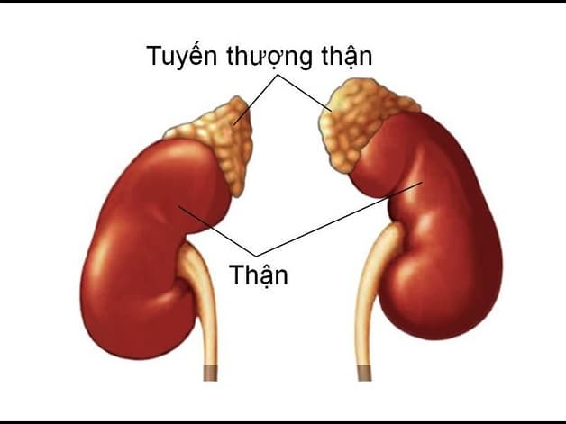 Rối loạn chức năng tuyến thượng thận ảnh hưởng tới hoạt động hàng ngày