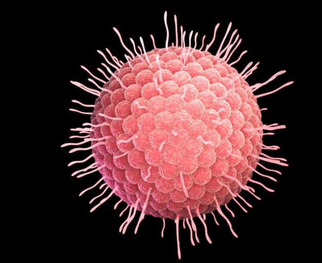 Nguồn gốc bệnh thủy đậu được xác định là virus Varicella-Zoster.