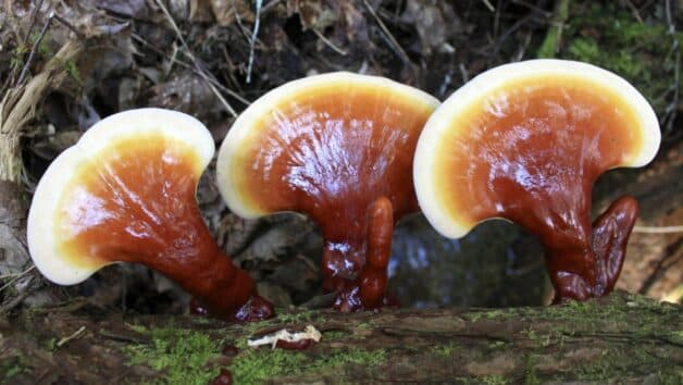 nấm lim xanh chữa ung thư gan