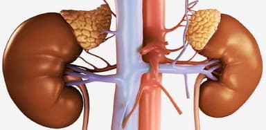 Suy tuyến thượng thận cấp và 5 điều cần biết