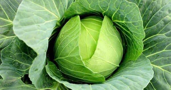 Trào ngược dạ dày nên ăn rau gì